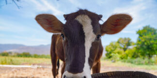 Investigadores de la UAQ luchan contra la tuberculosis bovina
