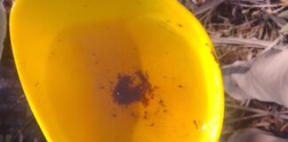 Efectúa SESA vigilancia epidemiológica del dengue