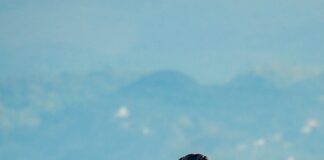 Nayarit: El destino perfecto para el avistamiento de ballenas y tiburones ballena en 2025