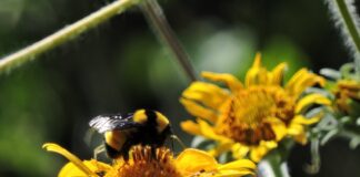 La Secretaría de Cultura invita al Festival de las Abejas Nativas