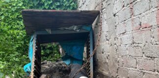 El Instituto Municipal de Protección Animal asegura a nueve perros víctimas de maltrato y abandono en El Marqués