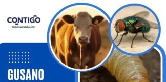 El Secretario de Desarrollo Agropecuario participa en la prevención para combatir al gusano barrenador