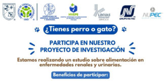 Investigadores UAQ analizan alimentación de perros y gatos con enfermedades renales y urinarias