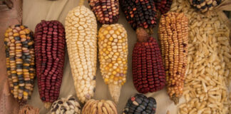 Aporta UAQ investigaciones en el 10º Congreso Internacional de Nixtamalización