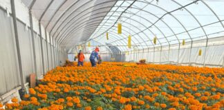 Municipio de Querétaro, colocará más de 30 mil plantas para las festividades de Día de Muertos