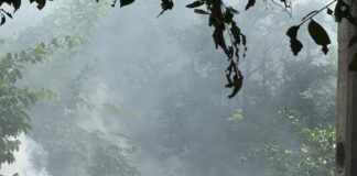 La Secretaría de Salud impulsa acciones preventivas contra el dengue