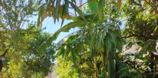 La Comisión Estatal de Infraestructura supervisa ciclovía en Jalpan de Serra