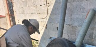 La Secretaría de Salud mantiene estrategias permanentes de monitoreo contra el Dengue