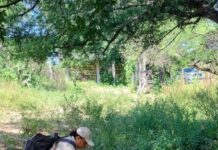 La participación ciudadana, fundamental para prevenir el dengue y eliminar criaderos