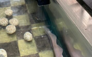 La Secretaría de Cultura del estado invita a celebrar el Día Nacional del Ajolote