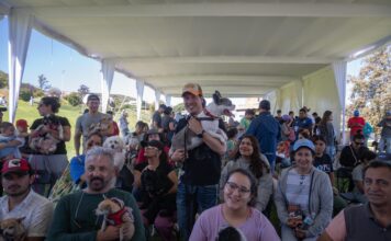 Municipio de El Marqués realizará 10 mil esterilizaciones gratuitas para perros y gatos