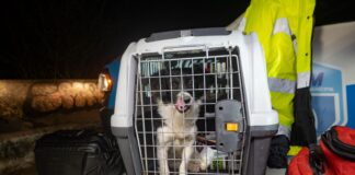 El Instituto Municipal de Protección Animal realiza rescate nocturno de canino en pozo de difícil acceso