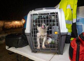El Instituto Municipal de Protección Animal realiza rescate nocturno de canino en pozo de difícil acceso