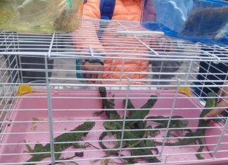 Aseguran iguanas y tortugas por presunta venta irregular en El Marqués