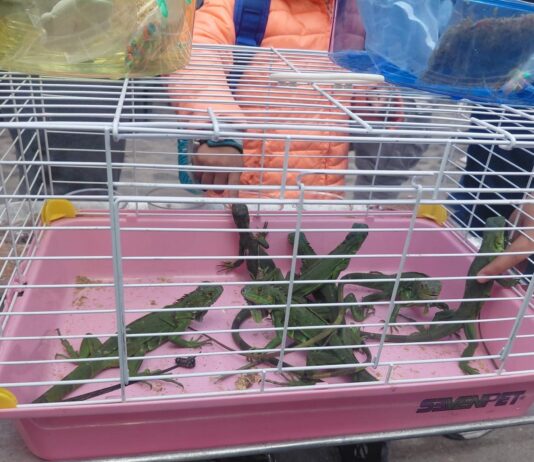 Aseguran iguanas y tortugas por presunta venta irregular en El Marqués