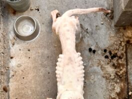 Rescata El Marqués canina en situación de abandono en La Pradera