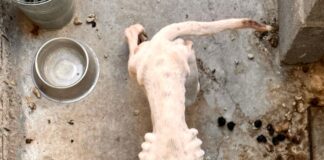 Rescata El Marqués canina en situación de abandono en La Pradera