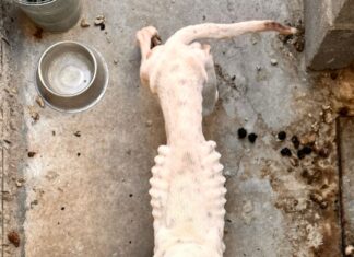 Rescata El Marqués canina en situación de abandono en La Pradera