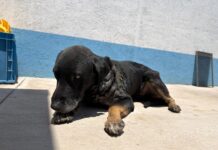 El Instituto Municipal de Protección Animal mantiene atención permanente a ejemplar afectado por gusano barrenador