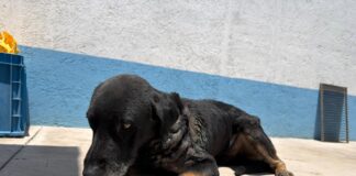 El Instituto Municipal de Protección Animal mantiene atención permanente a ejemplar afectado por gusano barrenador