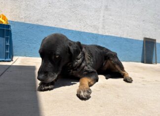 El Instituto Municipal de Protección Animal mantiene atención permanente a ejemplar afectado por gusano barrenador