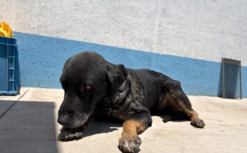 El Instituto Municipal de Protección Animal mantiene atención permanente a ejemplar afectado por gusano barrenador