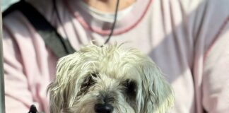 Anuncia Cuanalo Santos jornada de afiliación de mascotas al programa PetFriendly del sistema Qrobus
