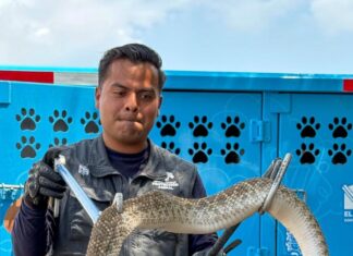 El Instituto Municipal de Protección Animal atiende reportes de fauna silvestre en El Marqués y Cadereyta