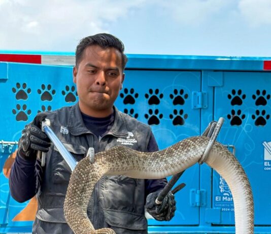 El Instituto Municipal de Protección Animal atiende reportes de fauna silvestre en El Marqués y Cadereyta