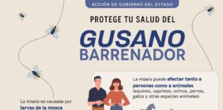 Secretaría de Salud fortalece la vigilancia epidemiológica ante casos de miasis humana por gusano barrenador