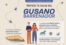 La Secretaría de Salud intensifica acciones de vigilancia ante casos de miasis humana por gusano barrenador