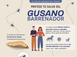 La Secretaría de Salud intensifica acciones de vigilancia ante casos de miasis humana por gusano barrenador