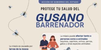 La Secretaría de Salud intensifica acciones de vigilancia ante casos de miasis humana por gusano barrenador