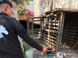 El Instituto Municipal de Protección Animal atiende reporte por posible maltrato animal en la comunidad de La Providencia